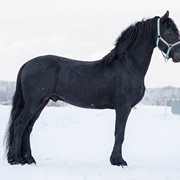 Лошади фризской породы Frizo Dueholm фотография