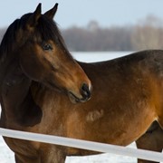 Лошади в Татарстане фото