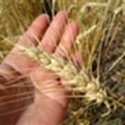 Мука пшеничная оптом, купить Украина