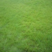 60грн\кг газонная трава