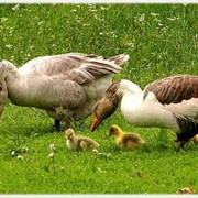 Премикс для цыплят, премикс для утят, премикс для гусят фото