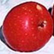 Яблоки RICHARED DELICIOUS фотография