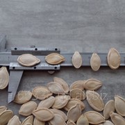 Семена тыквы сорт Украинская многоплодная 11+ фотография
