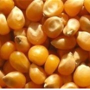 Семена кукурузы Монсанто, Пионер, Евралис фото