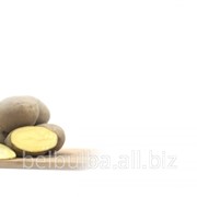 Картофель семенной Скарб 2 репродукции фотография