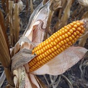 Семена кукурузы гибрид Сарта ФАО - 220