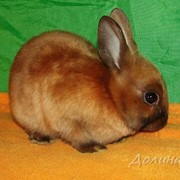 Карликовый кролик сатиновый фотография