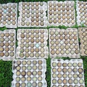 Яйца фазанов Луганская область Горское