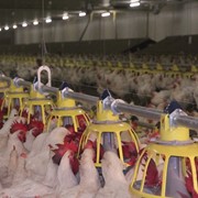 Кормушки для родительского стада бройлеров фото