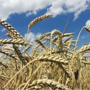 Пшеница, кукуруза на экспорт, импорт фотография