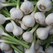 Молодой чеснок фото