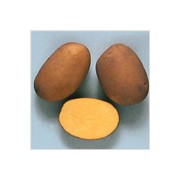 Картофель столовый среднеспелый, сорт Скарб фото