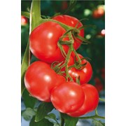 Семена томатов F1 Ивановец фото