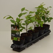 Бук европейский -- Fagus sylvatica фото