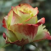 Роза чайно-гибридная Зазу