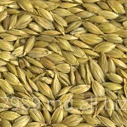 Зерно,Пшеница в Молдове фото