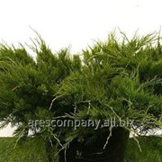 Можжевельник средний Juniperus xpfitzeriana Pfitzeriana Aurea 20-60 C2 фотография