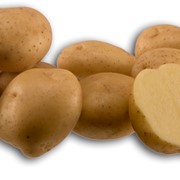 Картофель сорта Санте