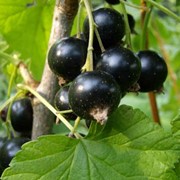 Смородина черная, ягоды смородины, сорт Краса Львова фото