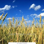 Реализуем пшеницу IV класс фото
