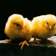 Цыплята, цыплята суточные, цыплята недельные фотография