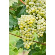 Саженцы винограда сортового Бианка, арт 69101