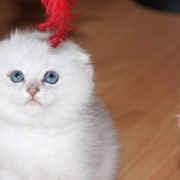 Котята британские и вислоухие скоттиш фолд британцы британский котенок фото