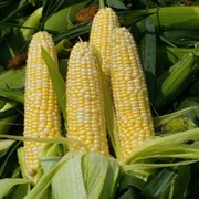 Семена кукурузы Мариин 190 СВ фото