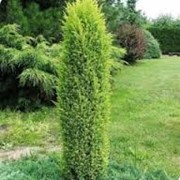 Можжевельник обыкновенный Juniperus communis Gold Machangel 80-100 с комом