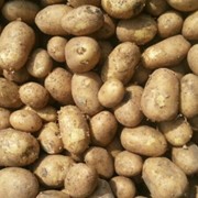 Продам картофель и лук из Египта оптом фото