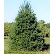 Сосна обыкновенная Pinus sylvestris Hillside Creeper обхват ствола 30-40 фотография