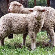 Разведение овец фото