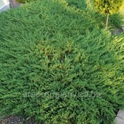 Можжевельник горизонтальный Juniperus horizontalis Wiltonii 20-60 C2