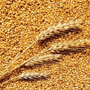 Пшеница, 4-ый и 5ый класс, ГОСТ - Петропавловск