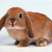 Карликовый кролик фото