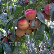Персик в Кишиневе фото