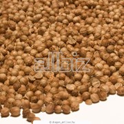 Семена кориандра фото