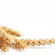 Семена яровой пшеницы фото