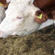 Премикс для высокопродуктивных коров в летний период и для племенных быков фото