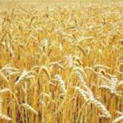 Зерно, зерновые культуры фото