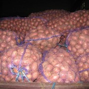 Картофель оптом от производителя 10р/кг фото