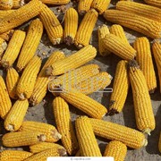 Кукурузы семена