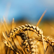 Пшеница от производителя, продажа, Украина фото