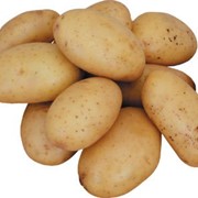 Картофель белый