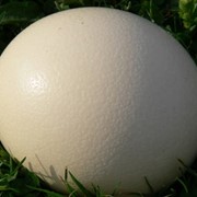 Яйца страусиные купить Украина, яйцо страусиное столовое цена фото