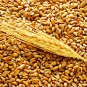 Пшеница-двуручка Шестопаловка фото