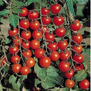 Семена томатов. Томат Черри фото