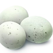 Яйца утиные инкубационные, порода Серая Украинская