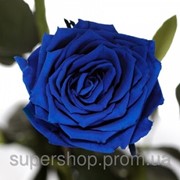 Долгосвежая роза Синий Сапфир в подарочной упаковке 228-1841216