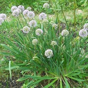 Лук поникающий/Слизун Allium nutans фотография